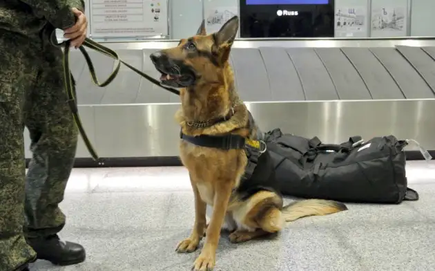 Собак надрессировали определять больных коронавирусом в аэропортах