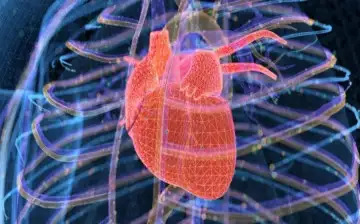 Учёные выяснили, каким образом можно восстановить человеческое сердце после инфаркта