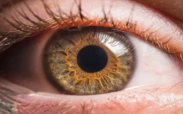 Учёные выяснили, что глаза живут ещё 5 часов после смерти человека