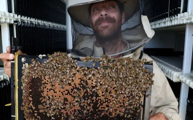 Роботизированные ульи с искусственным интеллектом спасают жизнь пчёлам