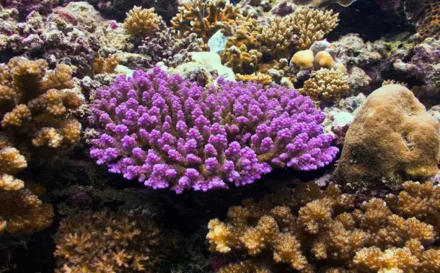 Лечение рака может быть возможно при помощи морских кораллов