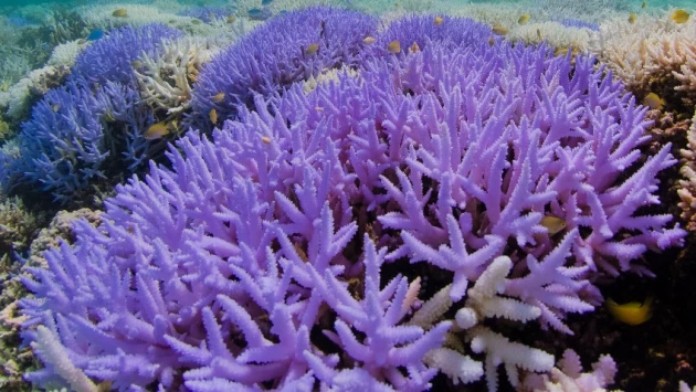 Индо-тихоокеанские кораллы более устойчивы к изменению климата, чем атлантические