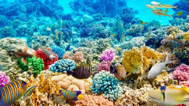 RN: Ученые открыли свыше 5 тысяч новых организмов в глубинах Тихого океана