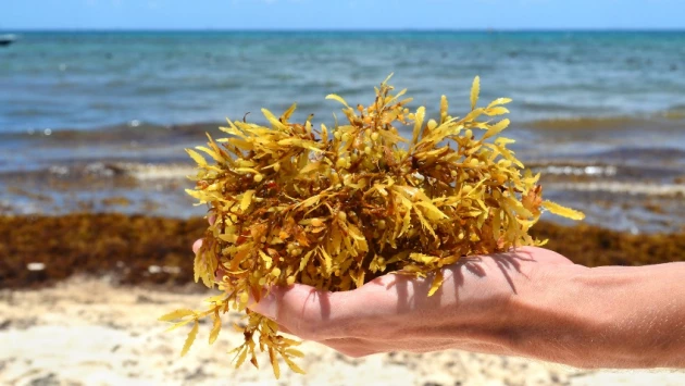 Эксперт BCM: Морские водоросли саргассум могут стать причиной респираторных заболеваний