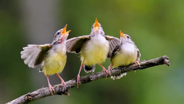 Песни птиц полезны для психического здоровья человека