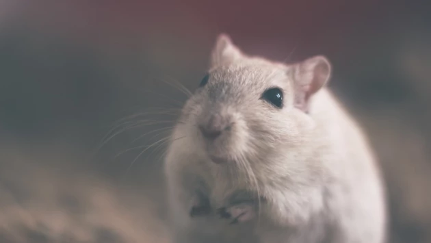 Газета.Ru: стресс повышает риск болезни Альцгеймера у самок мышей, но не затрагивает самцов