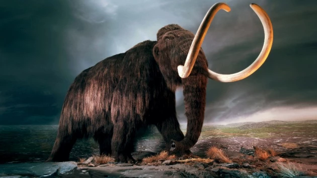 "Газета.Ru": Анализ древних бивней показал, что самцы мамонтов переживали всплески агрессии