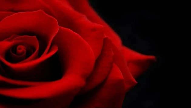 Учёные открыли ключевую молекулу, отвечающую за аромат роз
