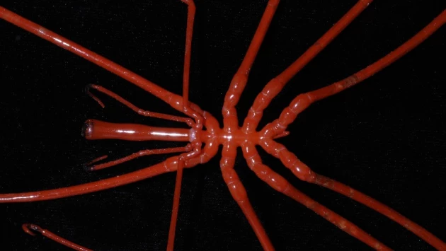 Solenka: Морские пауки могут регенерировать оторванные анусы и гениталии