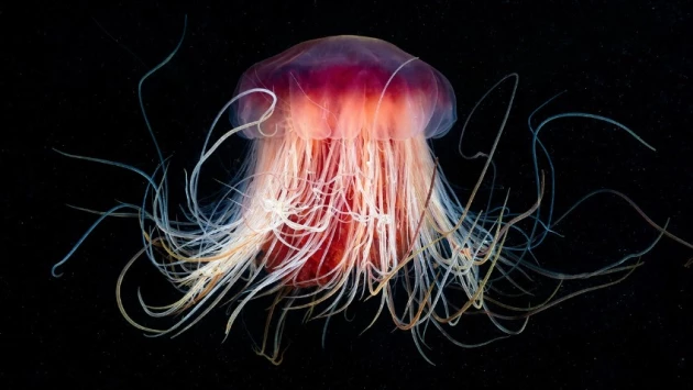 Ученые изучают медуз, способных возвращаться в младенчество, для отмены старения у людей