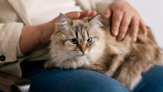 КЛОПС: Могут ли кошки помочь людям избавиться от негативной энергии и снять боль