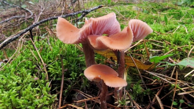 Fungal Ecology: грибы способны общаться друг с другом при помощи электрических сигналов