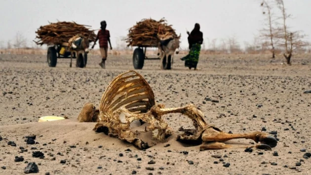 The Guardian: человечеству грозит глобальный голод из-за грибковых инфекций