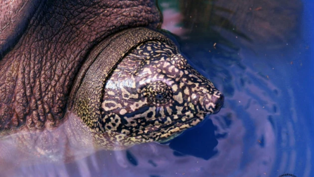Редчайший пресноводный вид черепах обречен на вымирание