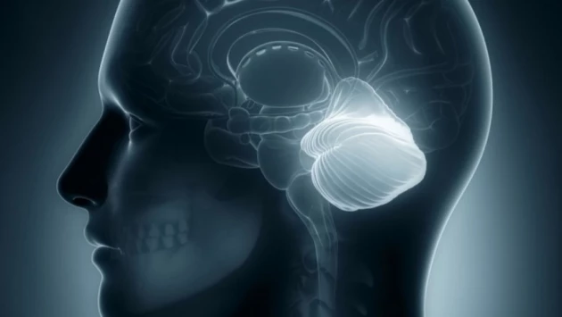 GeroScience: нейростимуляция мозжечка улучшила память у людей старше 60 лет
