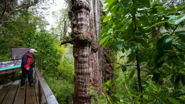 В Чили нашли старейшее в мире дерево Alerce Milenario, которому больше 5000 лет