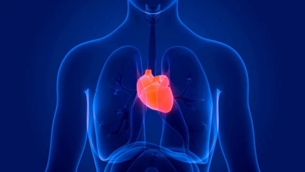 Использование донорских сердец с COVID-19 может повлиять на выживаемость после трансплантации