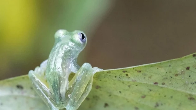 Странный тикающий звук привел ученых из Колумбии к прозрачному созданию с зелеными костями