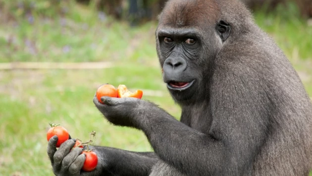 Человекообразные обезьяны взаимно обмениваются пищей при правильных обстоятельствах