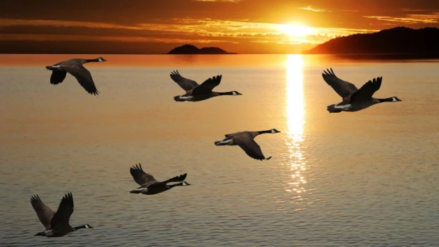 The Washington Post: Ученые установили, как перелетные птицы решают отправиться в путь