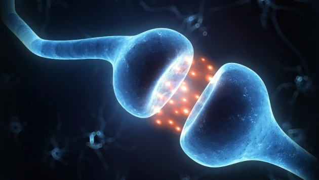 PNAS: Исследователи предполагают, что воспоминания могут храниться в мембранах нейронов