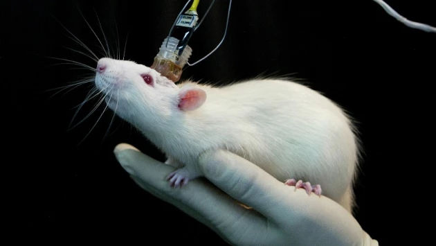 Ferra.ru: Ученые из EPFL декодировали сигналы мозга мыши и смогли увидеть мир её глазами