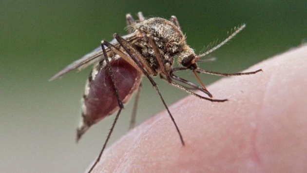 Ученые выяснили, почему одни люди притягивают комаров, а другие остаются без укусов
