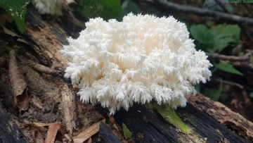 Mycology: в ЮАР студент-биолог из Университета Стелленбос нашел в лесу новый вид грибов