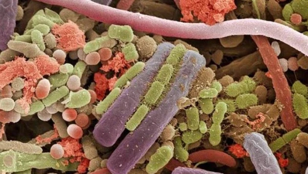 Микробы могут принести большую пользу зеленому биопроизводству