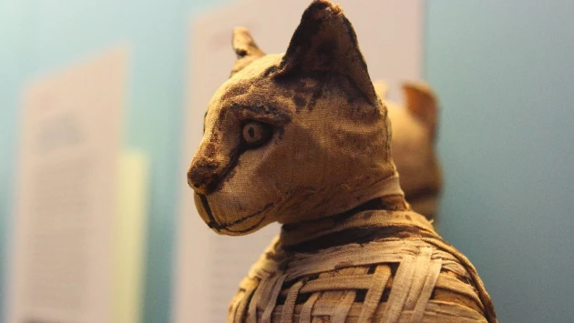 Археологи Египта в некрополе Саккара обнаружили мастерские для мумификации животных