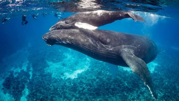Горбатые киты впервые запечатлены во время процедуры скрабирования всего тела на дне моря