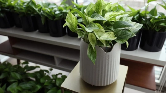 Стартап создал растения, которые в 30 раз эффективней очищают воздух