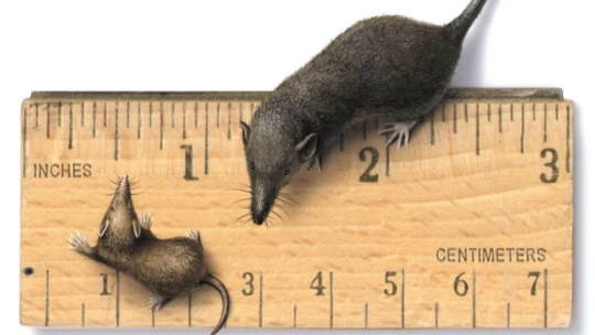 Ученые обнаружили самое маленькое млекопитающее