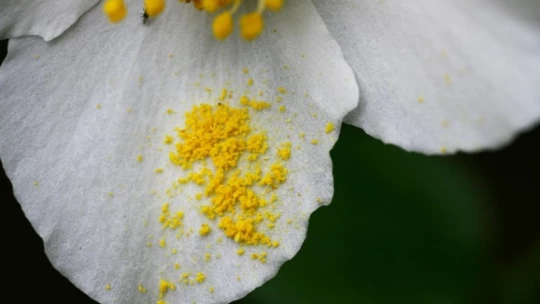 Ученые выяснили, что пыльца цветущих растений создает облака