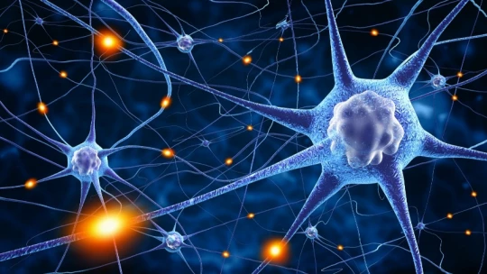 В Сколтехе изучили регуляцию нервных клеток