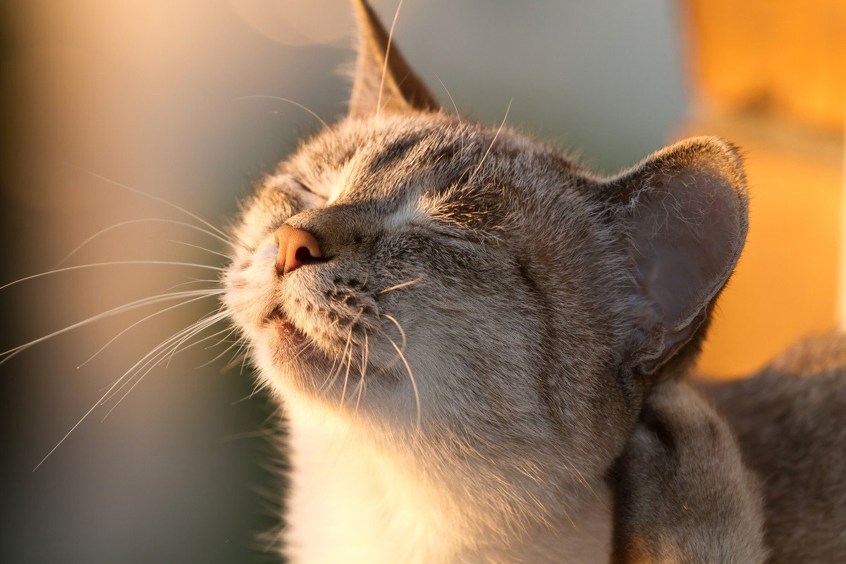 Science Alert: кошки общаются с людьми при помощи зрительного контакта