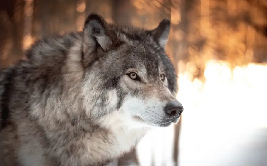 Communications Biology: из-за токсоплазм волки чаще становятся вожаками стаи