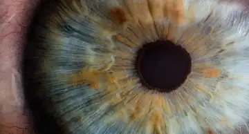 Ученые создали в лабораторных условиях мини-сетчатки глаз