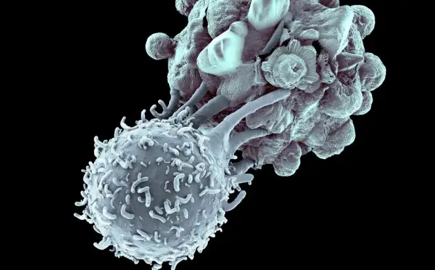 Подавить активность: российские учёные создали вещество для борьбы с раковыми клетками