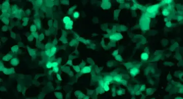 МикроРНК могут повышать экспрессию генов и способствуют трансляции белка, связанного с раком