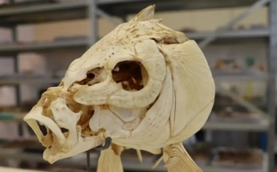 Обнаружены свидетельства приготовления гигантской рыбы доисторическими людьми