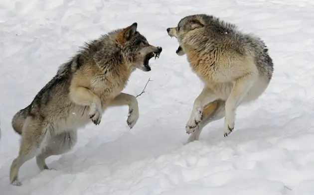Communications Biology: заражение токсоплазмой делает волков вожаками стаи
