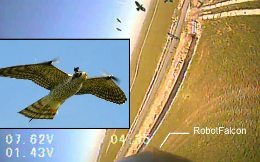 Робот-сапсан показал эффективность в борьбе с птицами в аэропортах