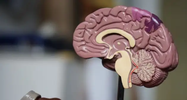 ELife: составлена самая подробная карта связей в головном мозге