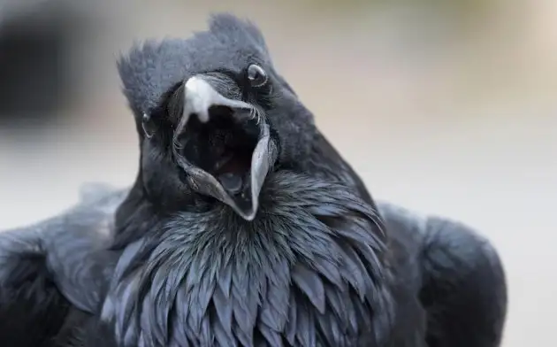 Черные вороны могут фокусировать свое внимание столь же быстро, как и люди