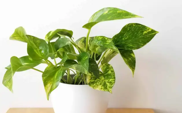 Стартап Neoplants создал декоративное растение для очистки воздуха от токсичной органики