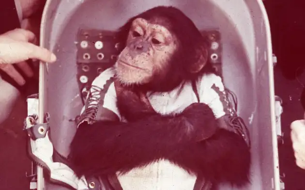 На космической станции "Тяньгун" попробуют провести спаривание обезьян