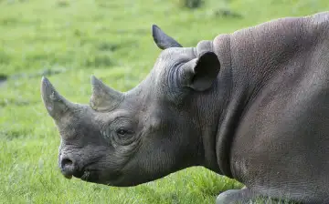Ученые рассказали, почему у носорогов уменьшились рога и как это отразится на их будущем