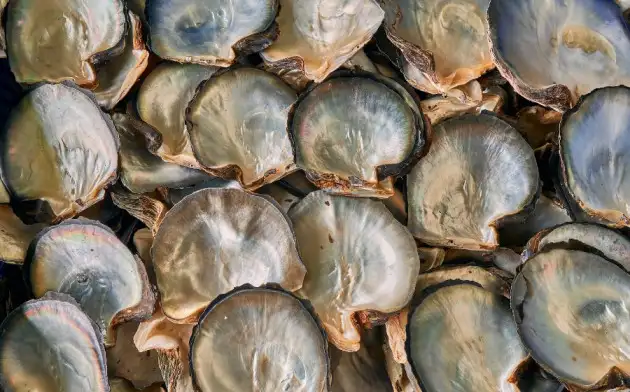Производящий мощный антибиотик-макролид моллюск обнаружен в Китае