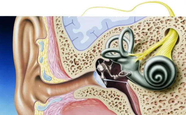 Ученые нашли новый способ лекарственной терапии внутреннего уха человека